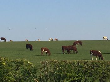 Horses in a field