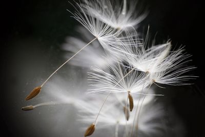 Close-up of dandelion