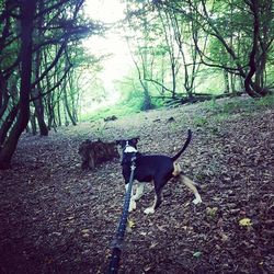 Dog on dirt road amidst trees