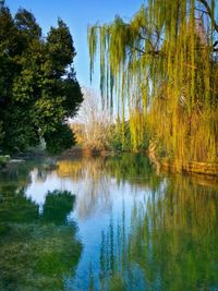 Reflection of trees in water