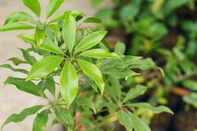 Close-up of fresh green leaves