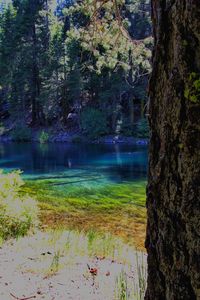 Scenic view of lake in forest