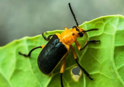 Close-up of insect on leaf