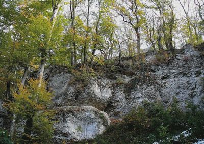 Low angle view of stream amidst trees in forest