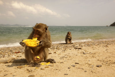 Monkeys on beach