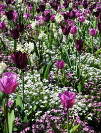 Close-up of pink flowers