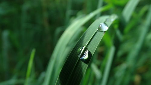 Close-up of raindrops on grass