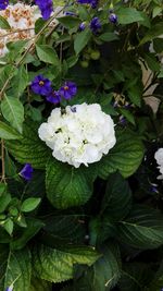 Close-up of white flowers