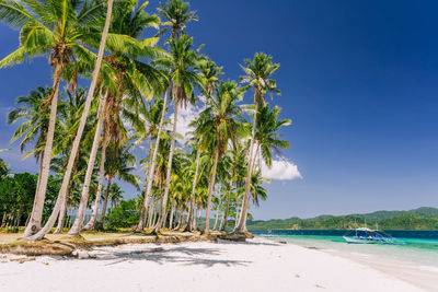 Palm trees on beach against blue sky