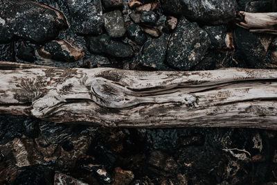 Full frame shot of log in forest