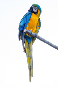 Low angle view of parrot perching on a bird