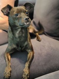 Close-up of a dog looking away