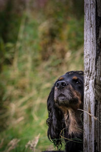 Close-up of dog on tree