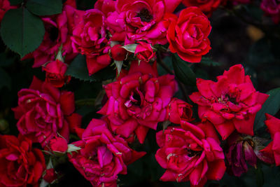 Close-up of pink rose flowers