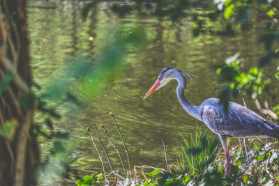 View of a bird in the forest