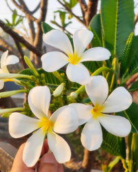 plant