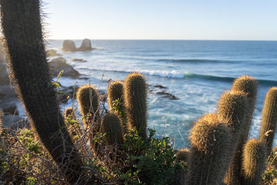 Scenic view of sea against clear sky