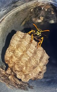 Close-up of insect