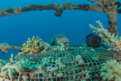 Fish swimming in sea