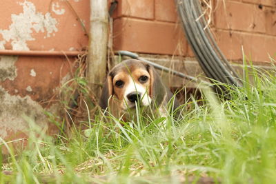 Dog in grass