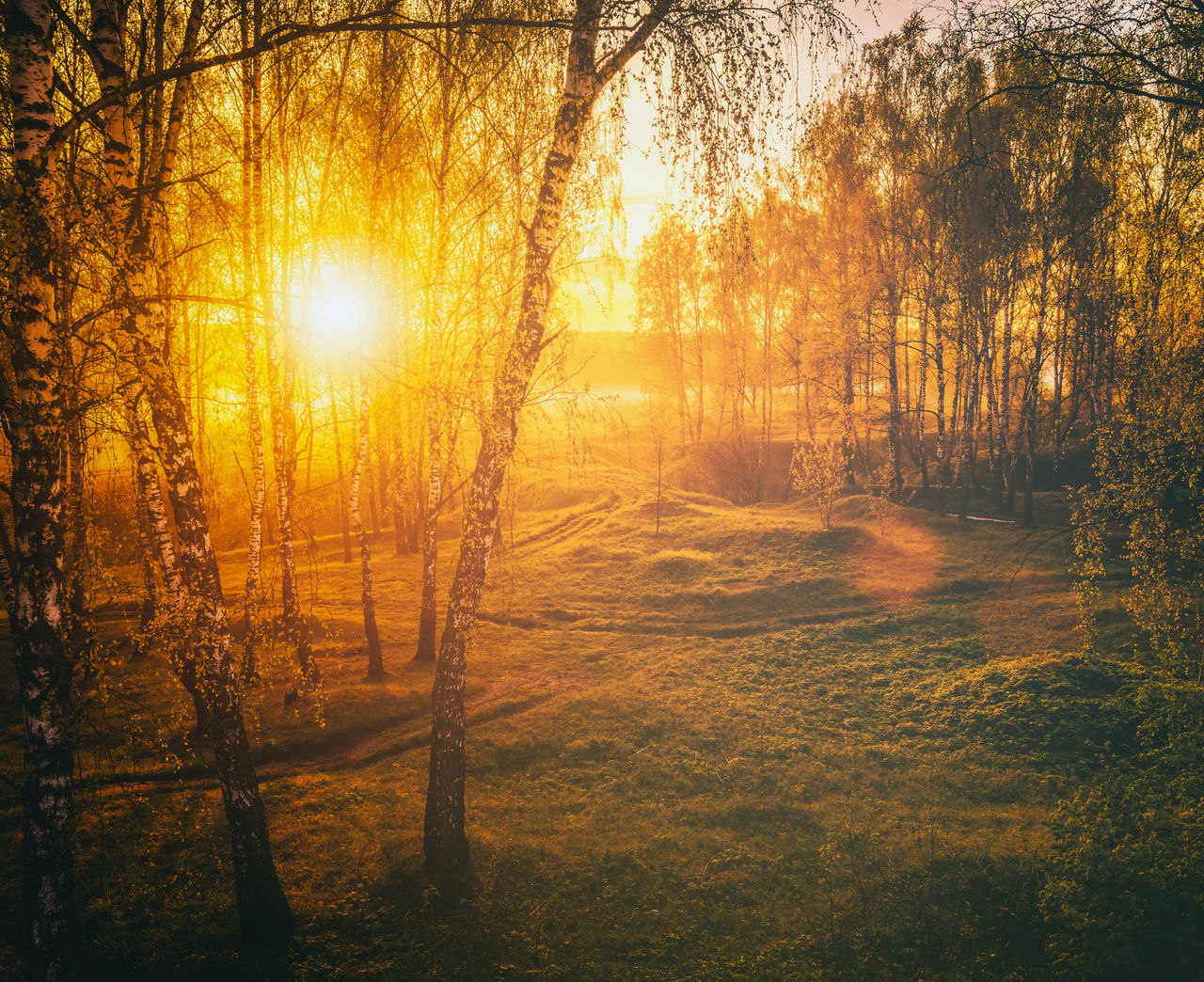 tree, plant, sunlight, morning, nature, beauty in nature, sun, tranquility, sunbeam, land, tranquil scene, forest, scenics - nature, sky, reflection, no people, environment, sunrise, orange color, landscape, light, lens flare, idyllic, back lit, non-urban scene, mist, outdoors, growth, woodland, fog, autumn, water, dawn, branch, natural environment, tree trunk, trunk, silhouette
