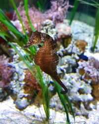 Close-up of plant against blurred background