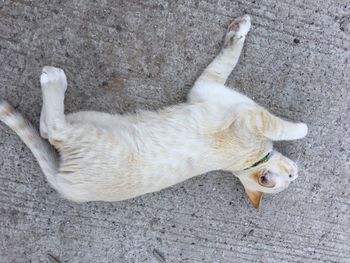 High angle view of cat lying down