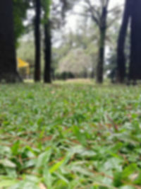 Close-up of grass growing in field