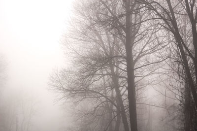 Bare trees in foggy weather