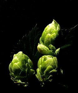 Close-up of plant over black background