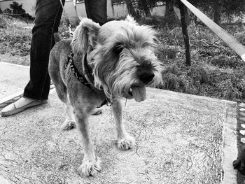 Close-up of dog outdoors