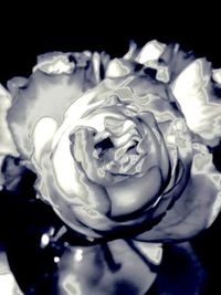 Close-up of rose