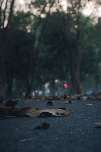 Surface level of dry leaves on street in city