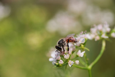 Close-up of insect on flower