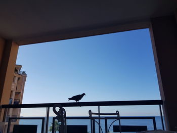 Low angle view of seagulls perching on railing