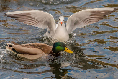 Ducks swimming in lake