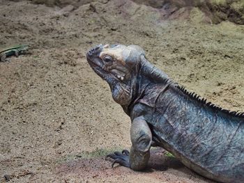 Close-up of lizard on sand