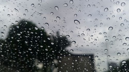 Close-up of water drops on leaf