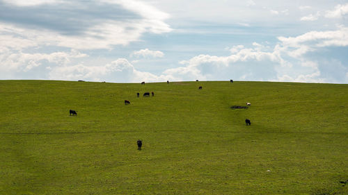 Flock of sheep grazing in a field