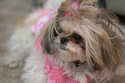 Close-up portrait of dog