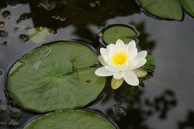 High angle view of lotus water lily in pond