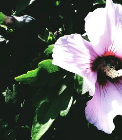 Close-up of hibiscus flower blooming outdoors