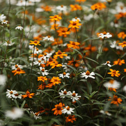 High angle view of flowering plants on field