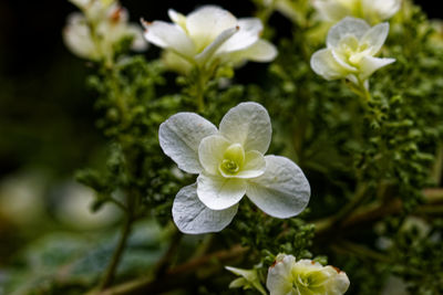 Close-up of white flowering plant