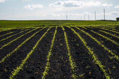 Scenic view of agricultural field