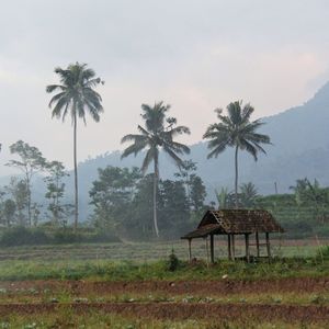 Palm trees on grassy field