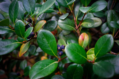 Close-up of fruits growing on plant
