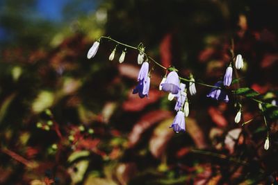 Close-up of plant