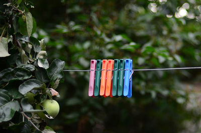 Close-up of multi colored clothespins hanging on clothesline