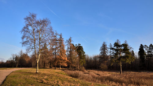 Trees on field against clear blue sky